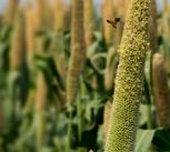 Pearl Millet Field