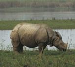 kaziranga,assam,india