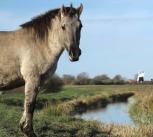 A wild horse on Wicken Fen, UK