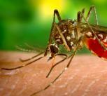 Aedes aegypti mosquito