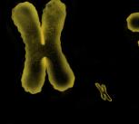 Chromosomes (cropped)