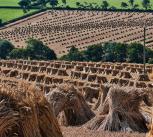 Stooks