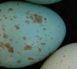 Image shows a variety of cuckoo finches each adapted to mimic a different host species or colour morph
