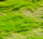 Green Algae