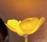 Buttercup under chin