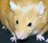 Agouti mice