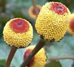 The plant used in the rainforest remedy