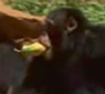 A chimpanzee moving bipedally during the study.