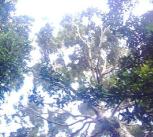 rainforest canopy