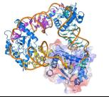 The ‘suicide complex’ ToxIN.