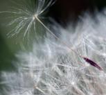 Taraxacum seed head