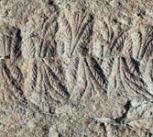 Casts of fossils such as this beautiful Fractofusus specimen from Newfoundland are on display