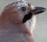 Male Eurasian jay