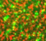 Fluorescent E. coli turn green as they produce indole