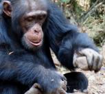 A chimpanzee uses a stone to crack a nut 