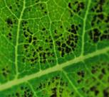Milkweed with Ozone Damage
