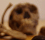 Cast of the 'Nariokotome boy' (Homo ergaster) skeleton
