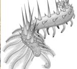 Collinsium ciliosum, a Collins’ monster-type lobopodian from the early Cambrian Xiaoshiba biota of China