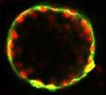 ‘Mini-bile ducts’ at day 25, stained with fluorescent dyes