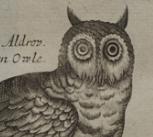 Small Owl from Ornithologia libri tres by Francis Willughby