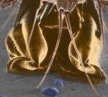 Ant's foot showing a fluid trail