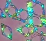 Morphogenesis