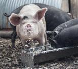 Pigs eating swill at Stepney City Farm
