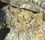 An Aegean wall lizard resting on a rock