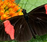 Heliconius Melpomene, a tropical butterfly found in South America. The study shows how its genetic structure has been defined by natural selection, even in areas that have no bearing on its survival prospects.