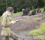 Researcher recording data on a group of habituated chimpanzees (Pan troglodytes verus) in Taï National Park, Ivory Coast. 
