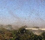 Huge locust swarm fills the skies in Ethiopia