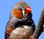 Zebra Finch