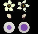 Artificial flower discs designed to mimic the bullseye sizes of the three hibiscus flowers