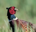 Adult pheasant in grass