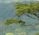 Gola Forest credit Jeremy Lindsell