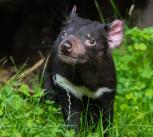 Tasmanian devil
