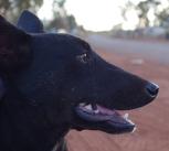 Free-roaming dog