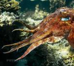 Cuttlefish