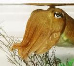 Cuttlefish 