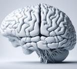 Brain image`