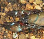 American signal crayfish