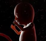 baby in the womb