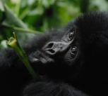 Baby gorilla
