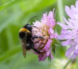 Bumblebee foraging for nectar.