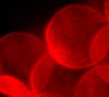 abstract blood cells