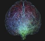 Illustration of human brain