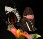 Two butterflies mating in captivity. Heliconius cydno (left) and Heliconius melpomene (right).