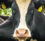 Cows