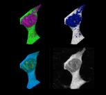 Mammalian cell stained with fluorescence polymeric thermometers and falsely-coloured based on temperature gradients.