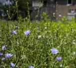 Chicory growing on unused land in Cleveland, USA.